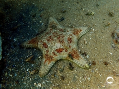 Goniodiscaster seriatus