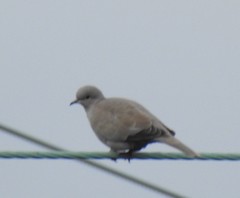 Streptopelia decaocto