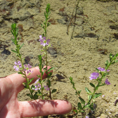 Lythrum ovalifolium