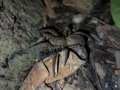 Ancylometes concolor