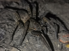 Ancylometes concolor