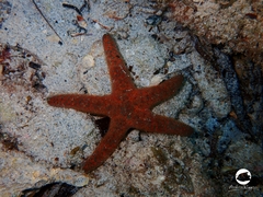 Nepanthia crassa