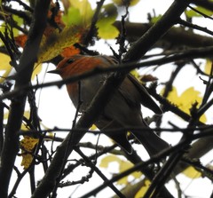 Erithacus rubecula