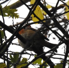 Erithacus rubecula