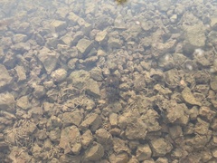 Thermonectus nigrofasciatus