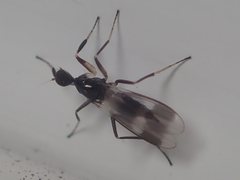 Tachydromia annulimana