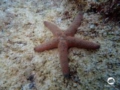 Nepanthia crassa