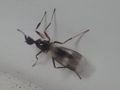 Tachydromia annulimana