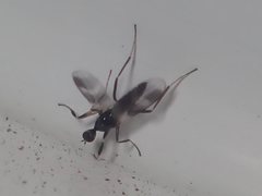 Tachydromia annulimana