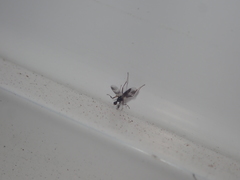 Tachydromia annulimana