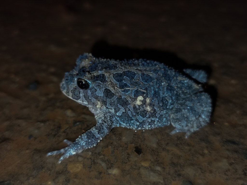 Proceratophrys vielliardi