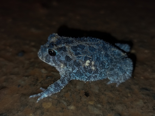 Proceratophrys vielliardi