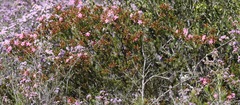 Calytrix brevifolia