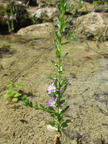 low loosestrife (Lythrum ovalifolium)