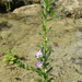 Low Loosestrife - Photo (c) Chuck Sexton, some rights reserved (CC BY-NC), uploaded by Chuck Sexton