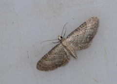 Eupithecia plumbeolata
