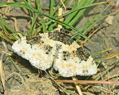 Protorhoe centralisata