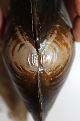 Chinese Pond Mussel