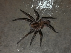 Centroctenus brevipes