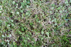 Hydrocotyle moschata