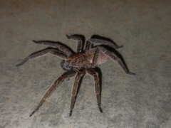 Centroctenus brevipes