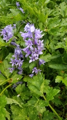 Hyacinthoides non-scripta