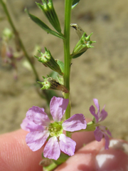 Lythrum ovalifolium