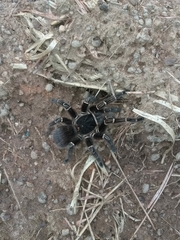 Acanthoscurria juruenicola