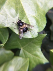 Volucella bombylans