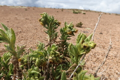 Senecio adenophyllus