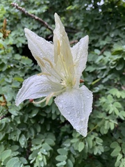 Lysiphyllum winitii