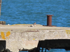 Charadrius hiaticula