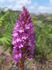 Anacamptis pyramidalis pyramidalis