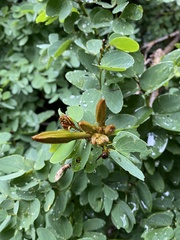 Lysiphyllum winitii
