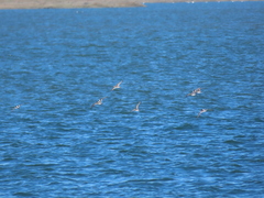 Charadrius hiaticula