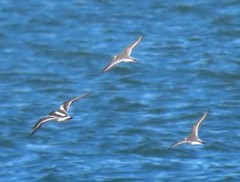 Charadrius hiaticula