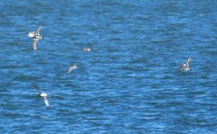 Charadrius hiaticula