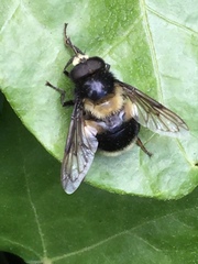 Volucella bombylans