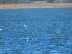 Charadrius hiaticula