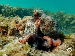 Octopus djinda