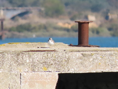 Charadrius hiaticula