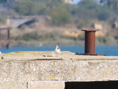 Charadrius hiaticula