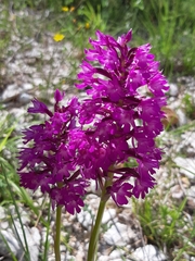 Anacamptis pyramidalis pyramidalis