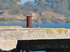 Charadrius hiaticula