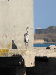 Ardea cinerea