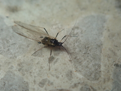 Rhopalosiphoninus