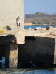 Charadrius hiaticula