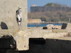 Charadrius hiaticula