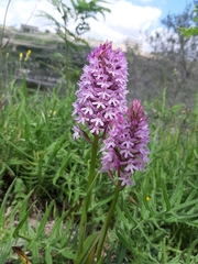 Anacamptis pyramidalis pyramidalis