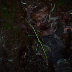 Clitumninae